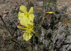 Menodora juncea