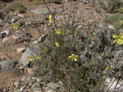 Menodora juncea