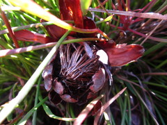 Protea montana