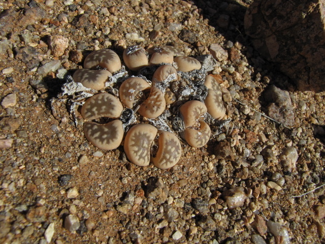 Lithops karasmontana