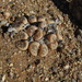 Lithops karasmontana - Photo (c) Gawie Malan, some rights reserved (CC BY-NC), uploaded by Gawie Malan