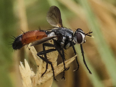 Cylindromyia intermedia