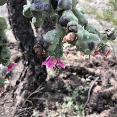 Copestylum fornax