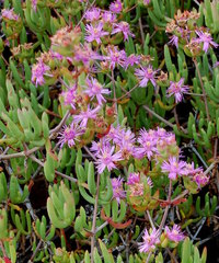 Ruschia laxiflora