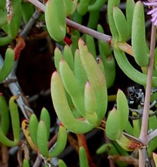 Ruschia laxiflora