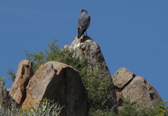 Melierax canorus canorus