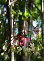 Ixora kerstingii