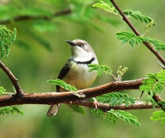 Apalis thoracica