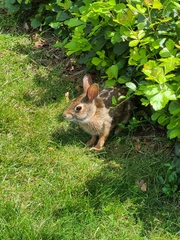 Sylvilagus floridanus