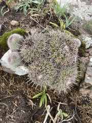 Parodia mammulosa