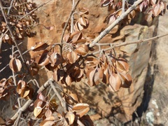 Combretum erythrophyllum