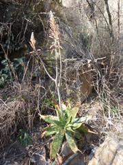 Aloe greatheadii davyana