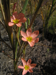 Moraea bifida