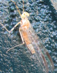 Stenacron interpunctatum interpunctatum