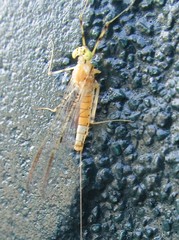 Stenacron interpunctatum interpunctatum