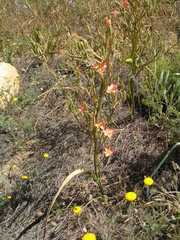 Moraea bifida