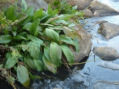 Plantago longissima