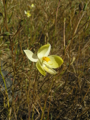 Cyanella alba flavescens
