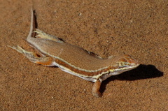 Meroles cuneirostris