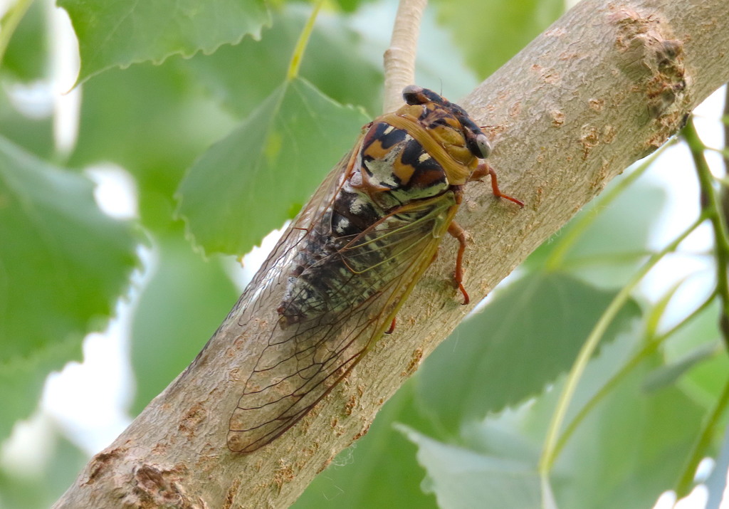 Plains Cicada from Louisville, CO, USA on August 15, 2021 at 0607 PM