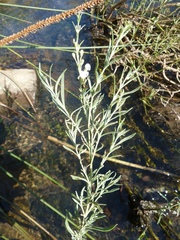 Gomphostigma virgatum