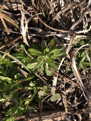 Chevreulia sarmentosa