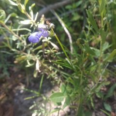 Salvia filifolia