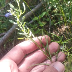 Salvia filifolia