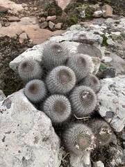 Parodia scopa
