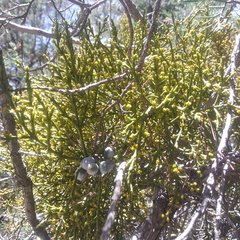 Phoradendron minutifolium