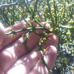 Phoradendron minutifolium