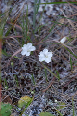 Stylisma pickeringii pickeringii