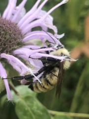 Bombus fervidus