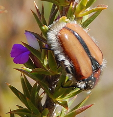 Trichostetha capensis