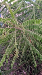 Alvaradoa amorphoides