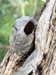 Opodiphthera eucalypti