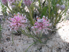 Serruria linearis