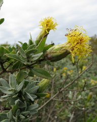 Pteronia ovalifolia