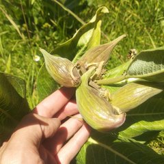 Asclepias notha
