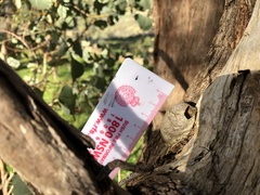 Opodiphthera eucalypti