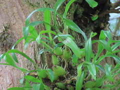 Pholidota cantonensis