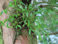 Pholidota cantonensis