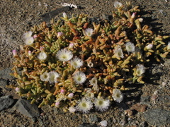 Mesembryanthemum hypertrophicum