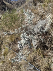 Buddleja cordobensis