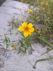 Sclerocarpus uniserialis