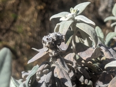 Buddleja cordobensis