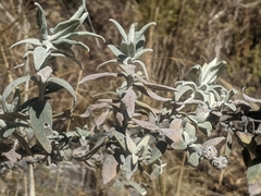 Buddleja cordobensis