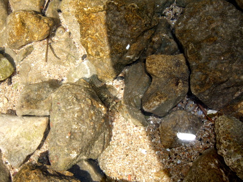 Kameni plivač (Palaemon elegans)