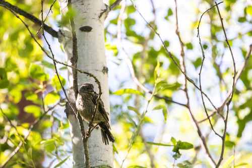 Brown-headed Cowbird photographed in Oregon