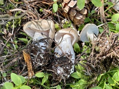 Hygrophorus